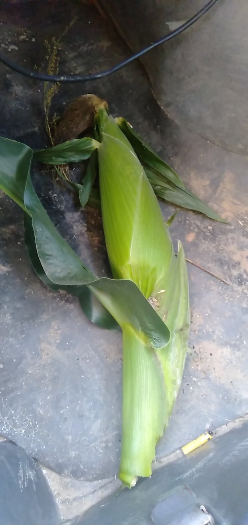 大量现货糯玉米