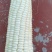 大量现货糯玉米