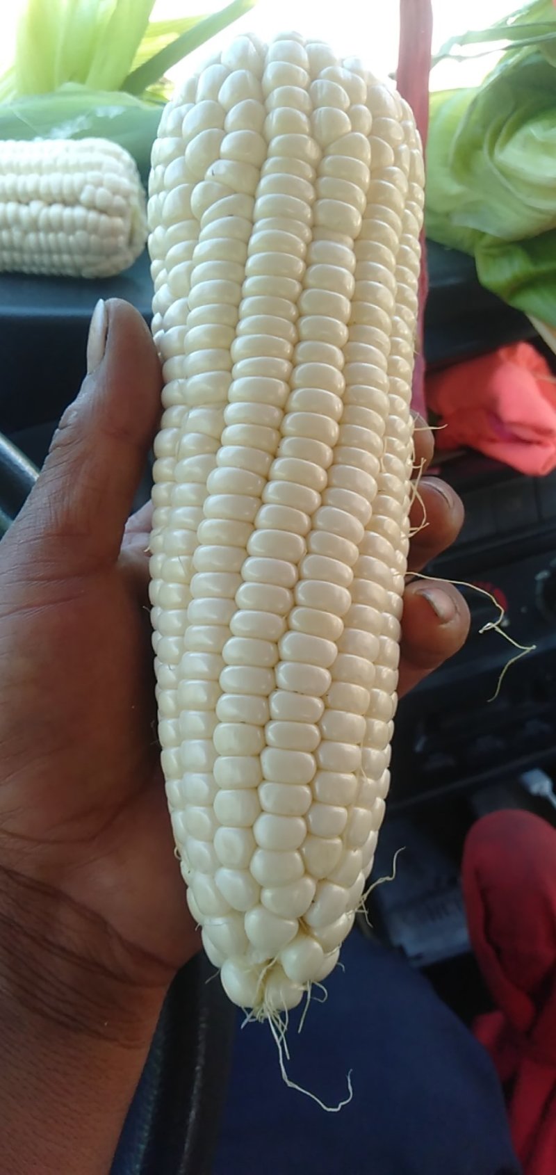 大量现货糯玉米