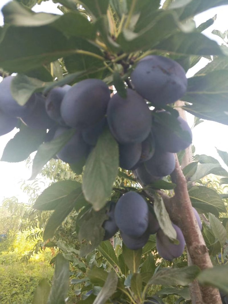 西梅苗种植基地蓝蜜，女神莫尼卡，蒙娜丽莎，卯爷。