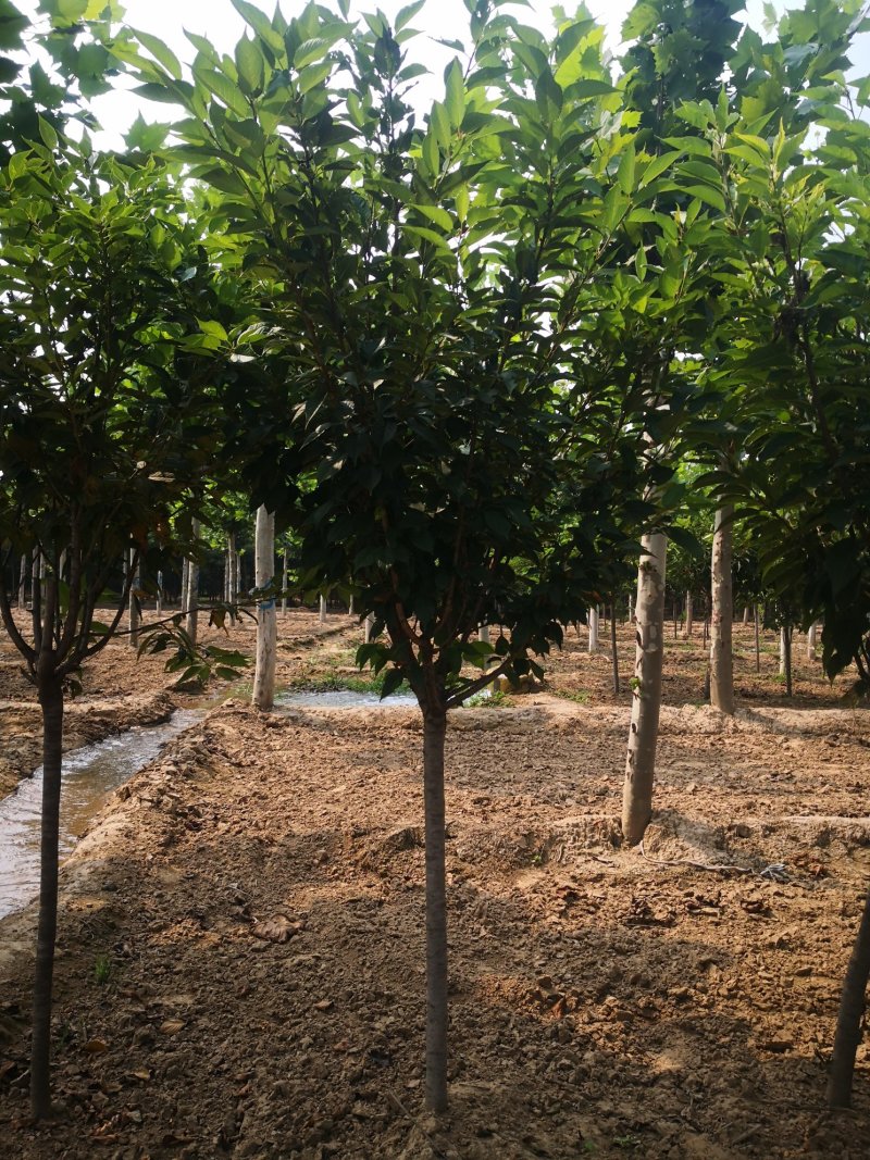 樱花，晚樱，早樱，河北樱花。花圃基地，欢迎老板联系