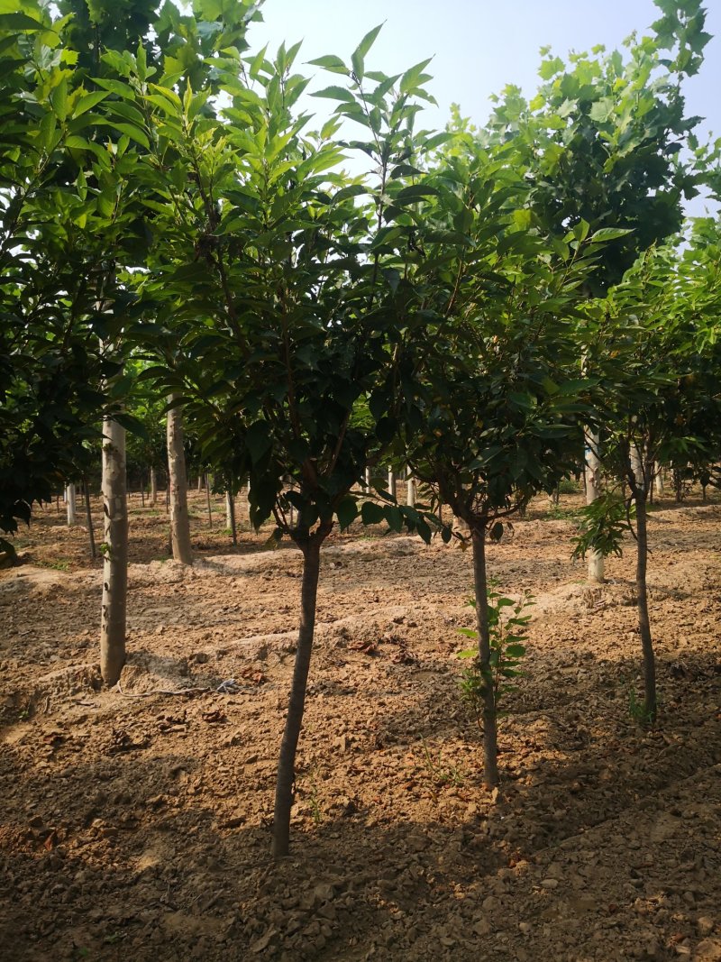 樱花，晚樱，早樱，河北樱花。花圃基地，欢迎老板联系