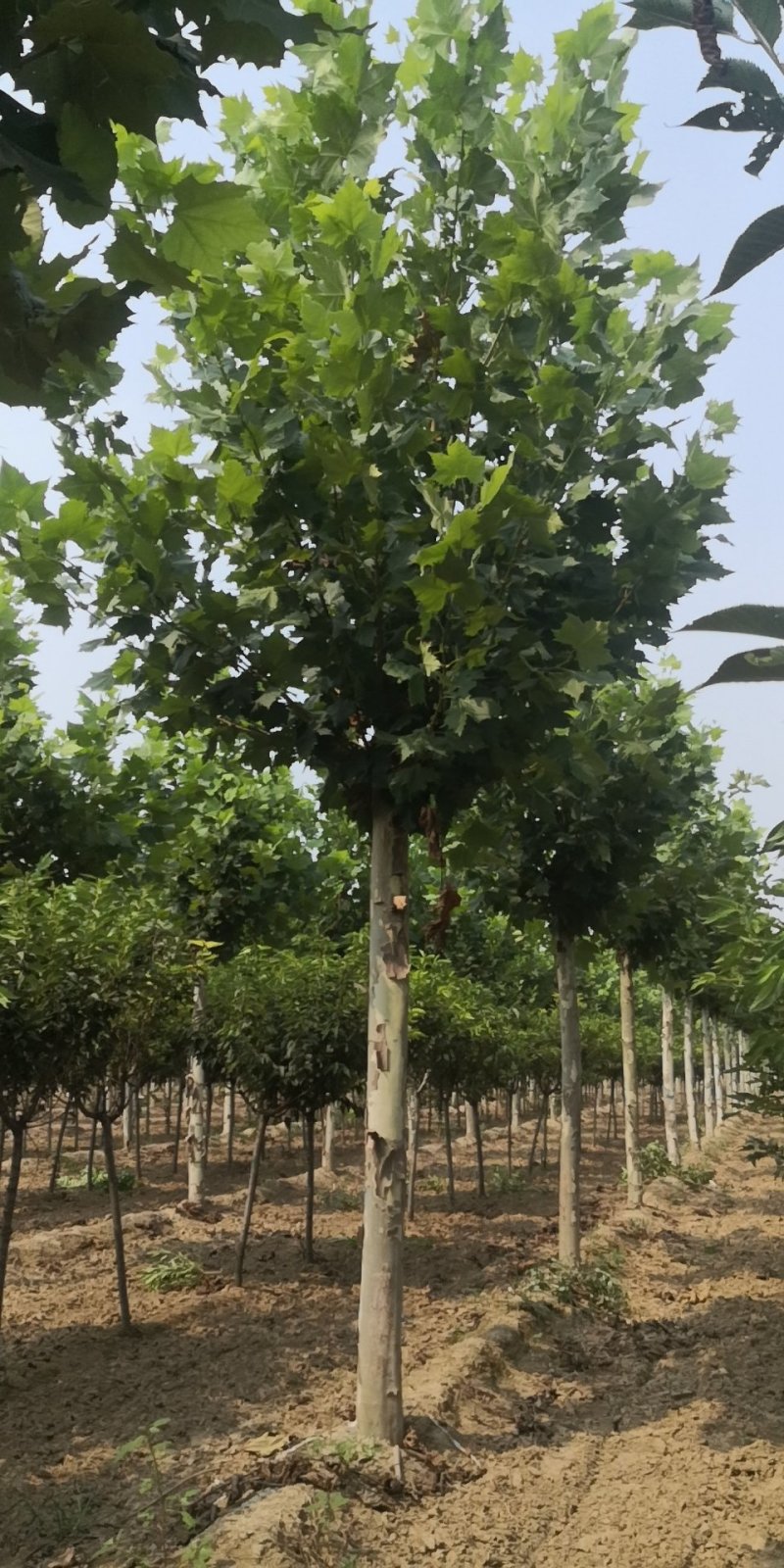 樱花，晚樱，早樱，河北樱花。花圃基地，欢迎老板联系