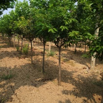 樱花，晚樱，早樱，河北樱花。花圃基地，欢迎老板联系