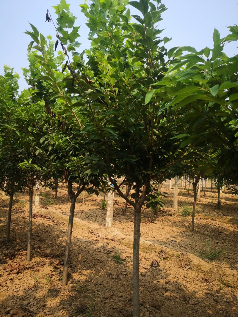 樱花，晚樱，早樱，河北樱花。花圃基地，欢迎老板联系