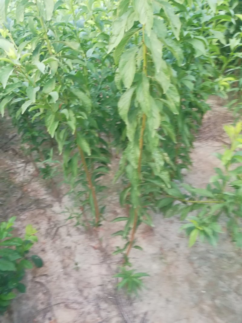美国杏梅树苗保品种名优特杏梅树苗