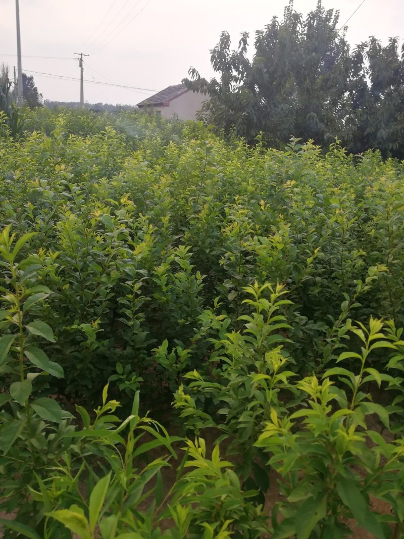 美国杏梅树苗保品种名优特杏梅树苗