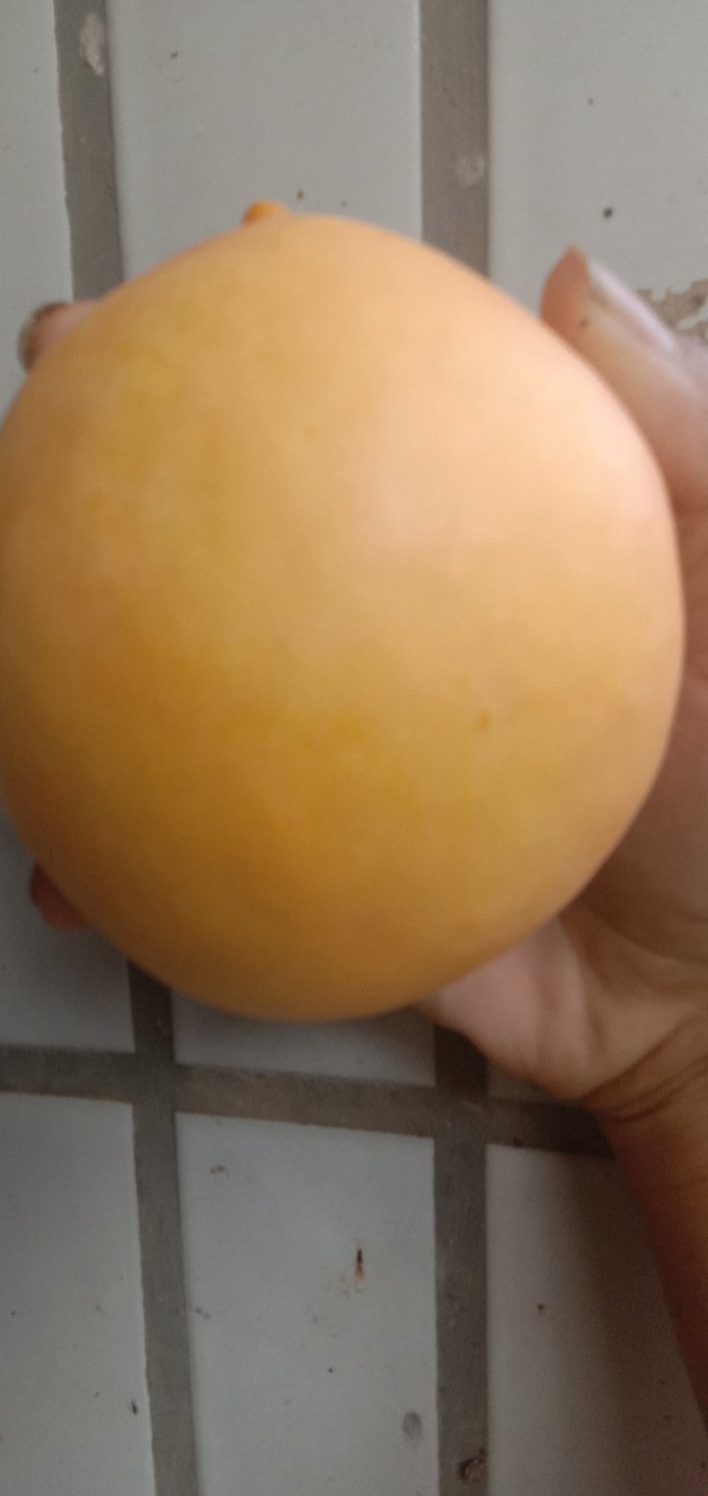 桃树苗钱树九，离核黄肉大油桃包成活技术指导