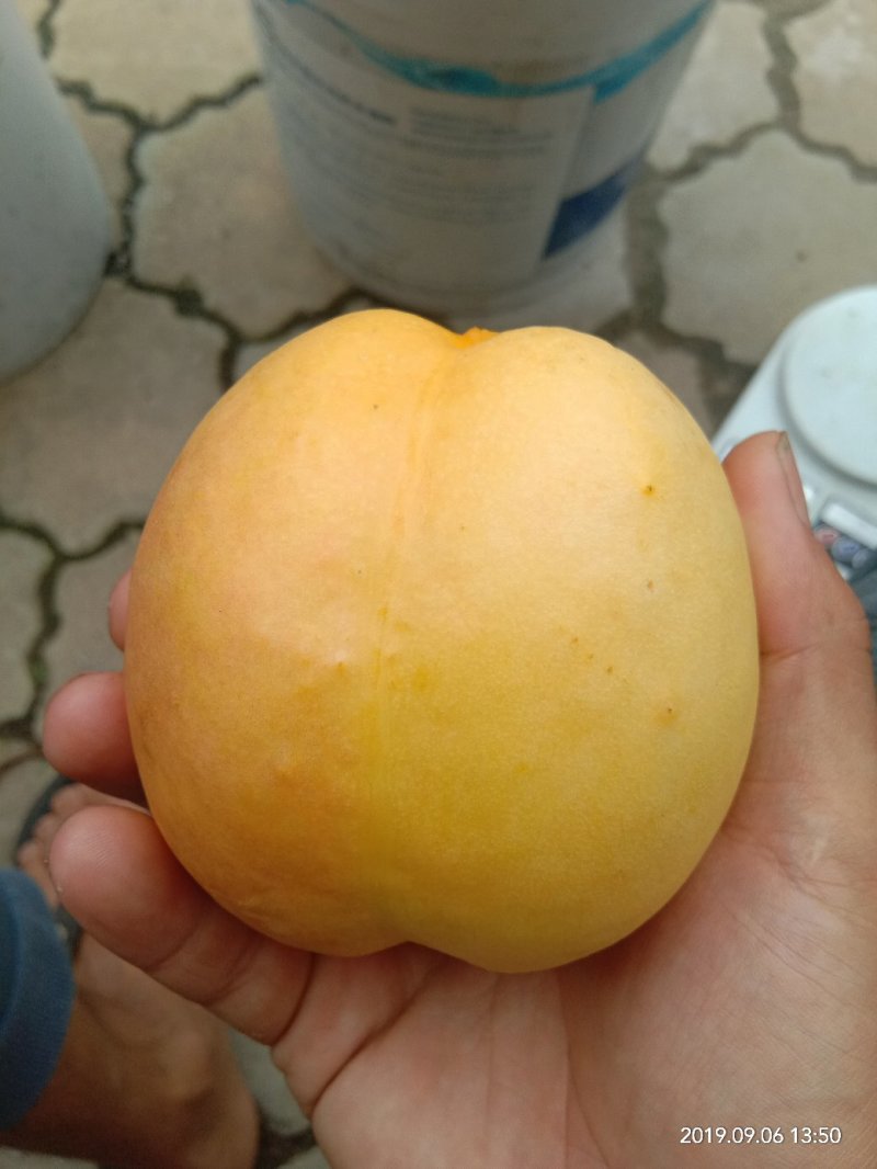 桃树苗钱树九，离核黄肉大油桃包成活技术指导