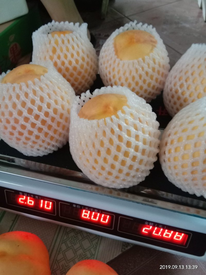 桃树苗钱树九，离核黄肉大油桃包成活技术指导