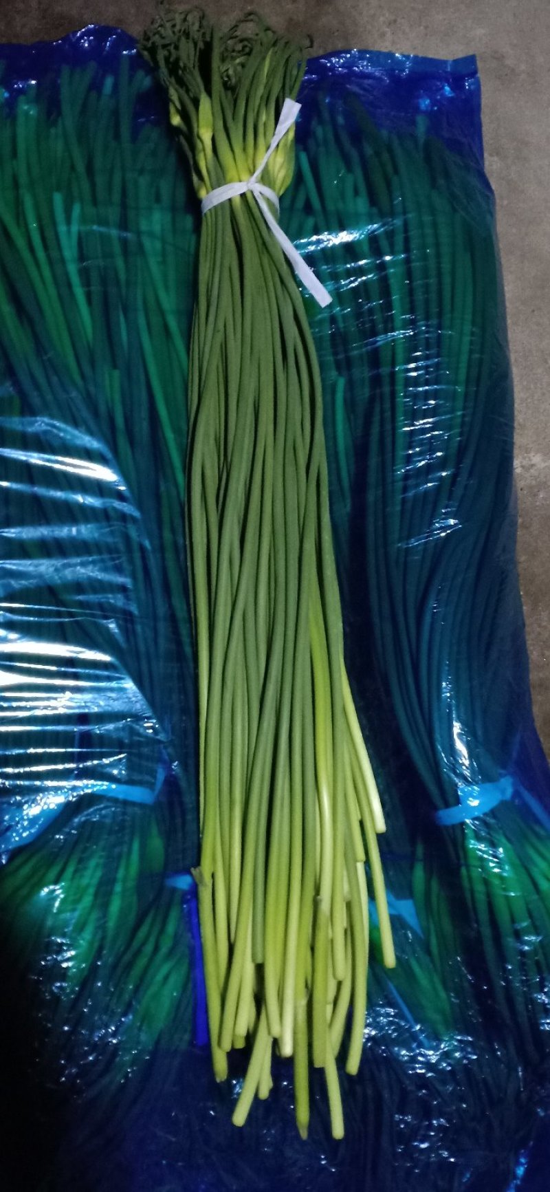 永年白帽蒜苔，条细长，