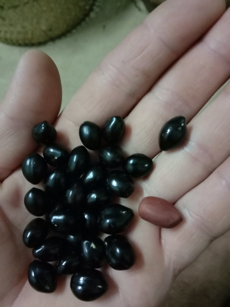 山豆根种子