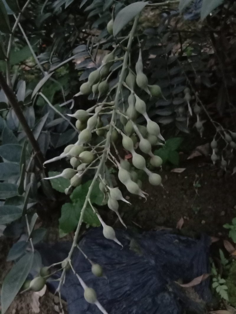 山豆根种子
