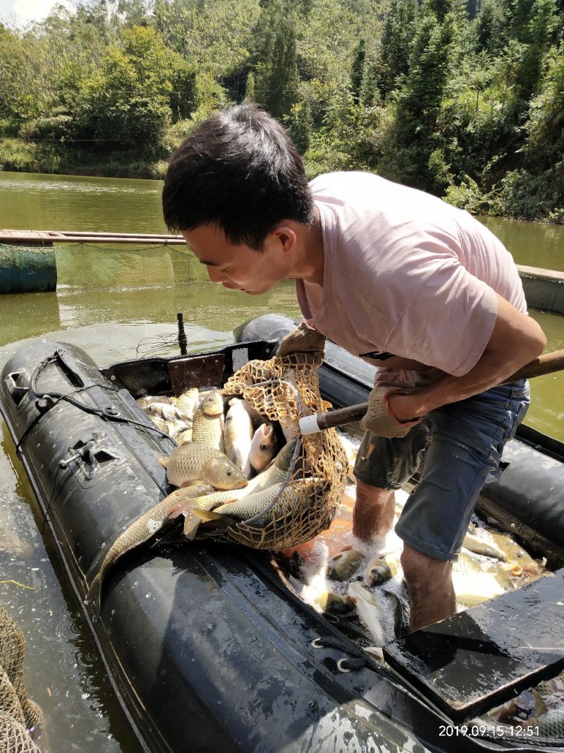 水库鲤鱼