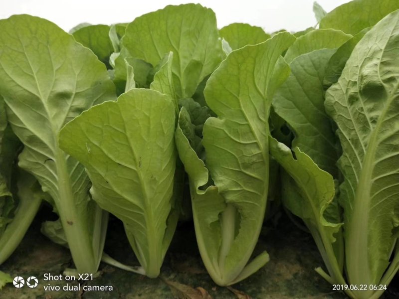 大量的小白菜，质量好