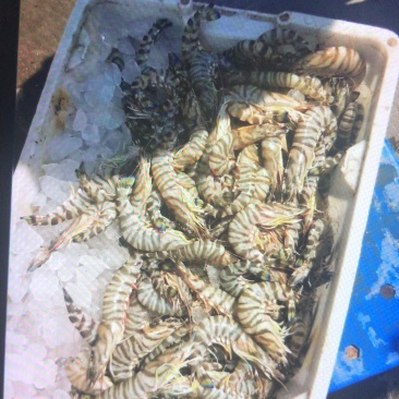 竹节虾🦐
