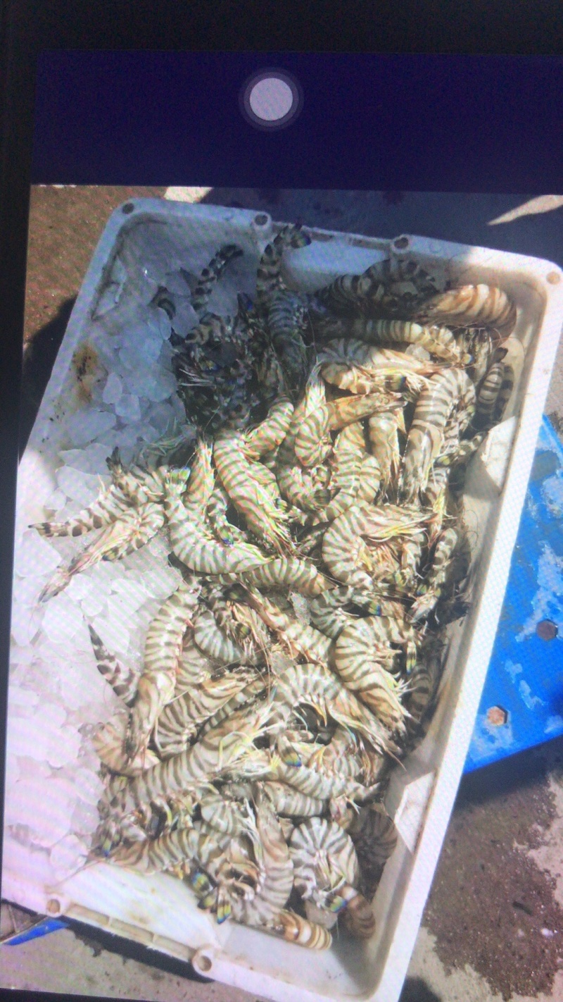 竹节虾🦐