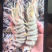 竹节虾🦐