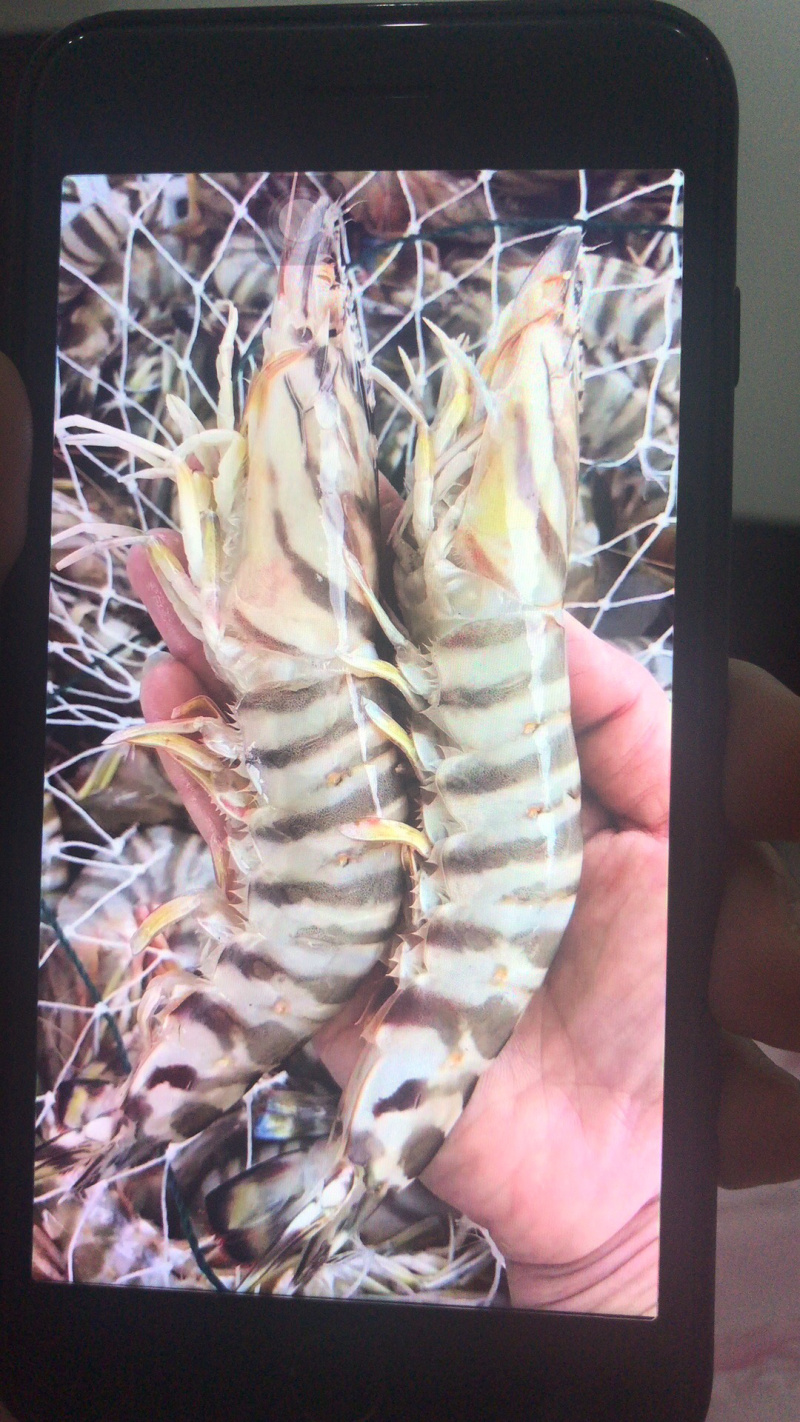 竹节虾🦐
