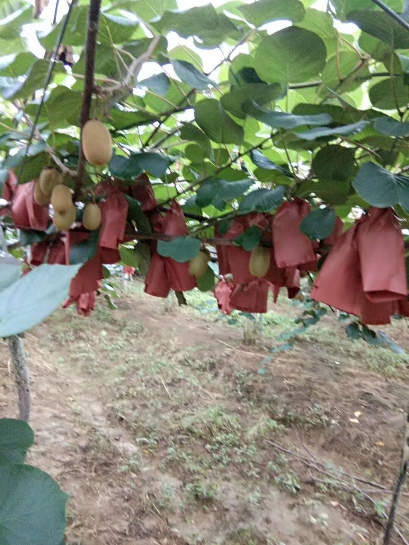 富硒弥猴桃
