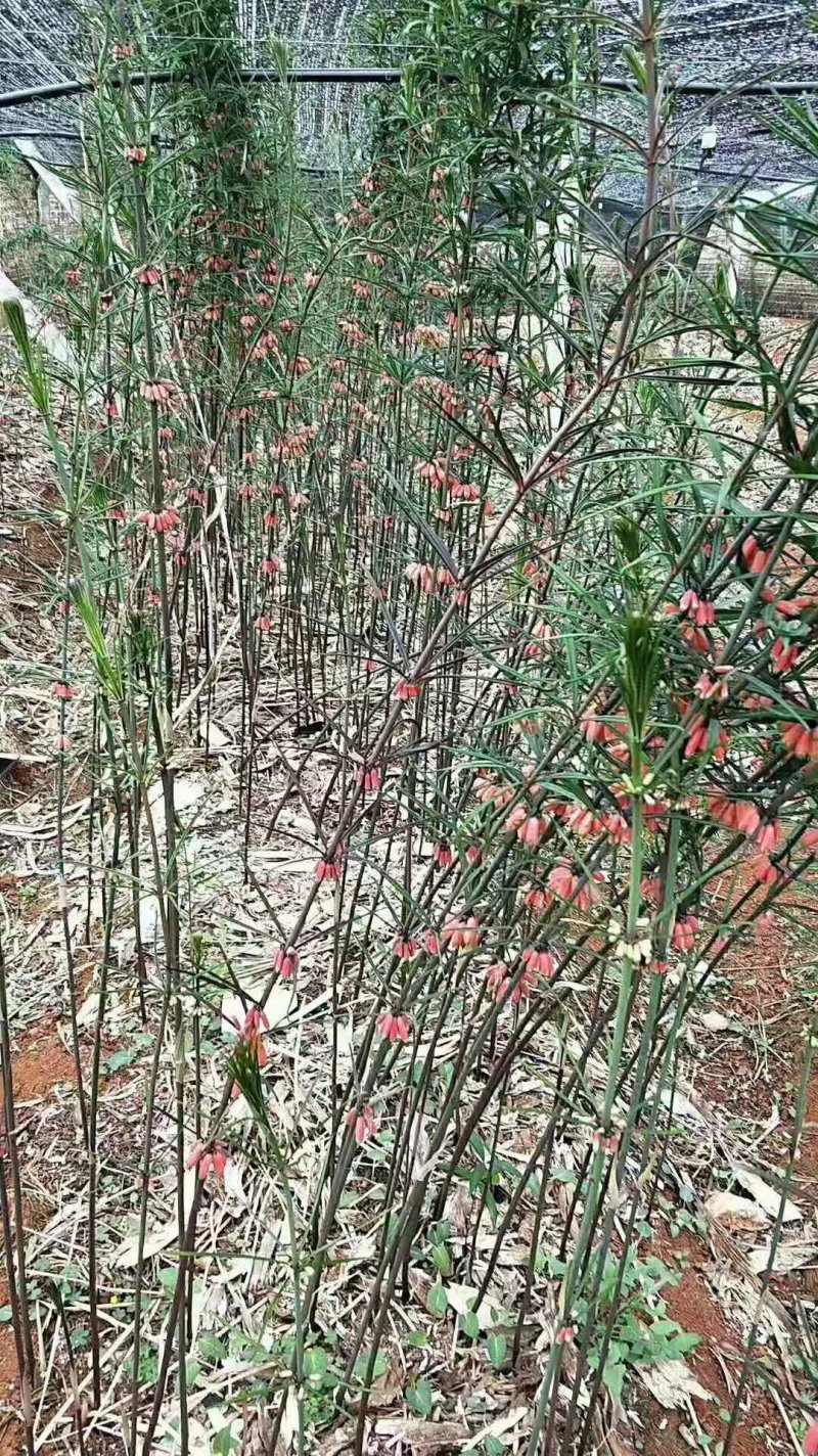 黄精种子，滇黄精，姜型黄精，鸡头黄精，多花黄精