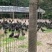 山林黑鸡土鸡蛋