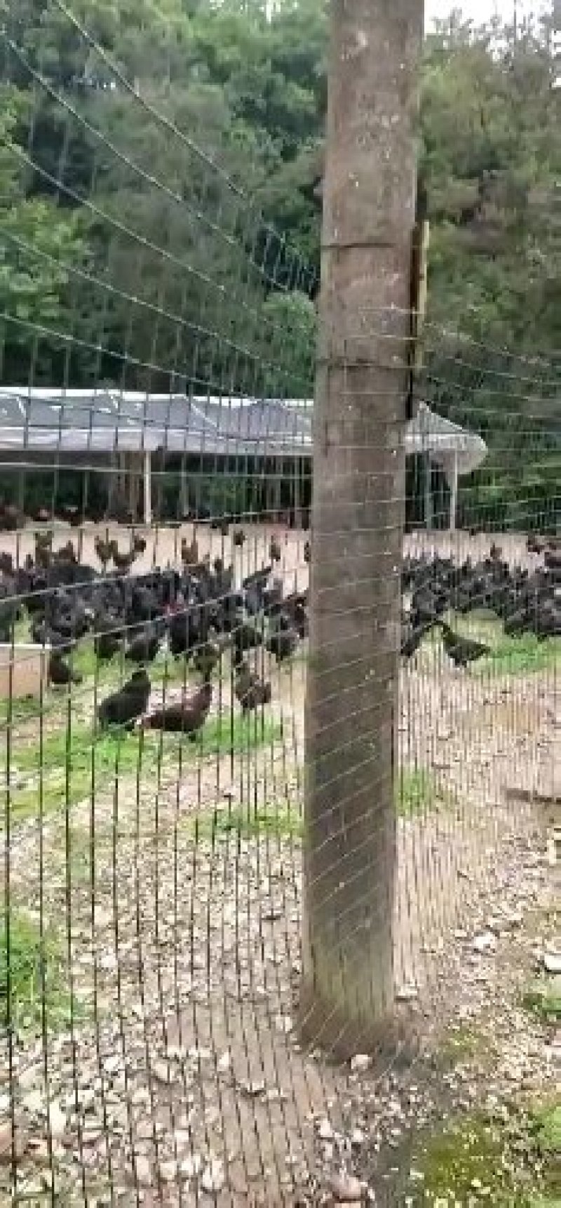 山林黑鸡土鸡蛋