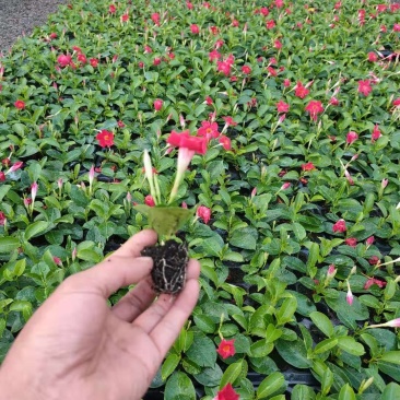 飘香藤苗