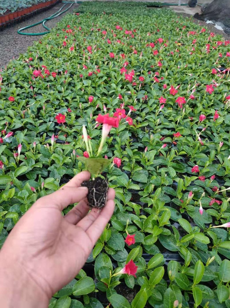 飘香藤苗