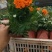 绿化租摆孔雀草橙色