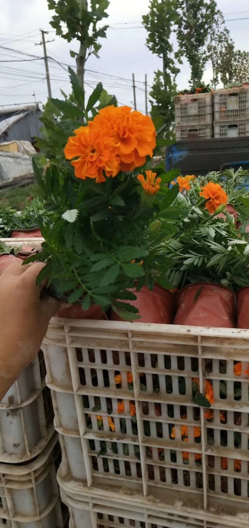 绿化租摆孔雀草橙色
