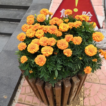 绿化租摆孔雀草橙色
