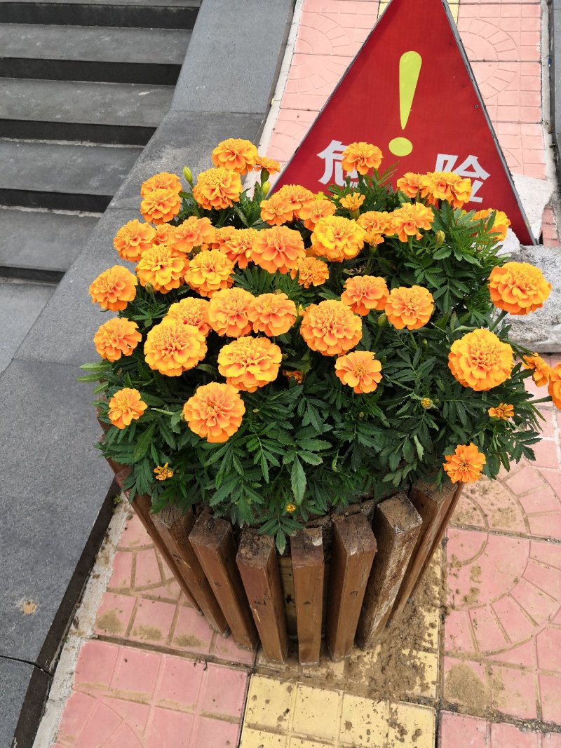 绿化租摆孔雀草橙色