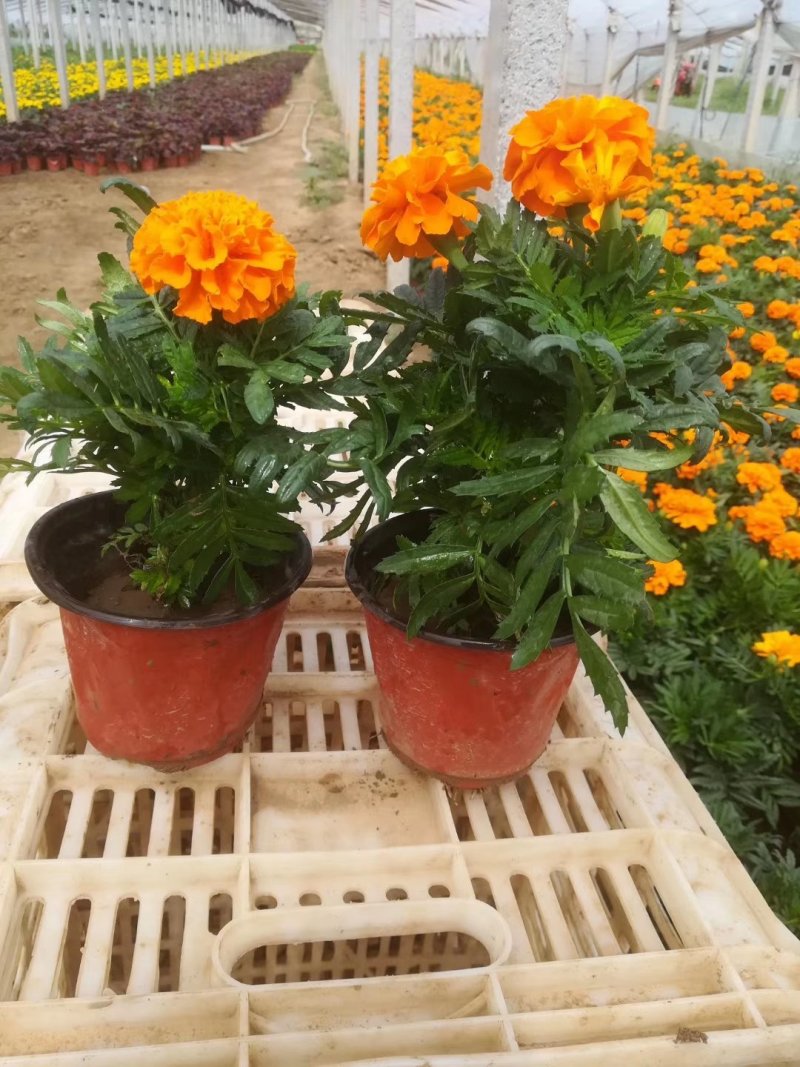 绿化租摆孔雀草橙色