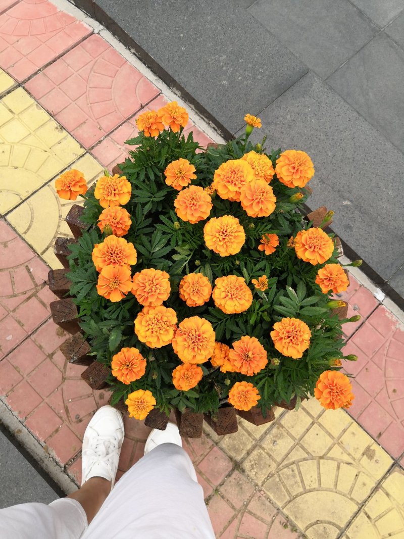 绿化租摆孔雀草橙色
