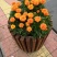 绿化租摆孔雀草橙色