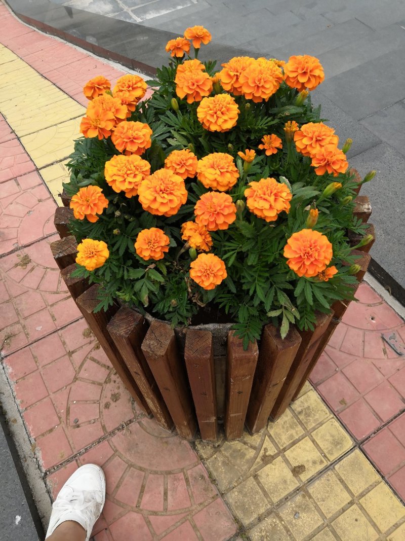 绿化租摆孔雀草橙色