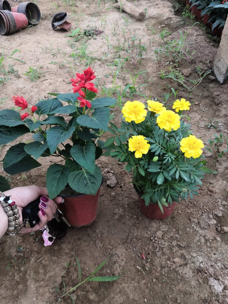绿化租摆用孔雀草黄色