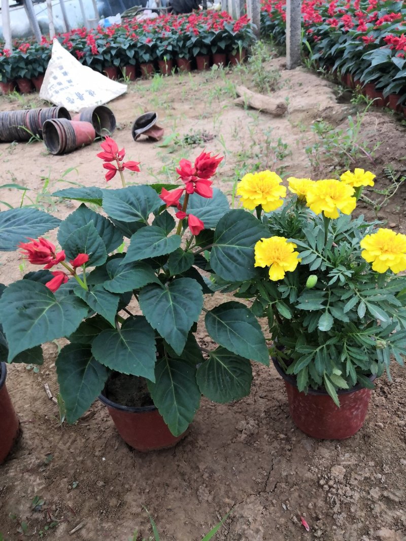 绿化租摆用孔雀草黄色