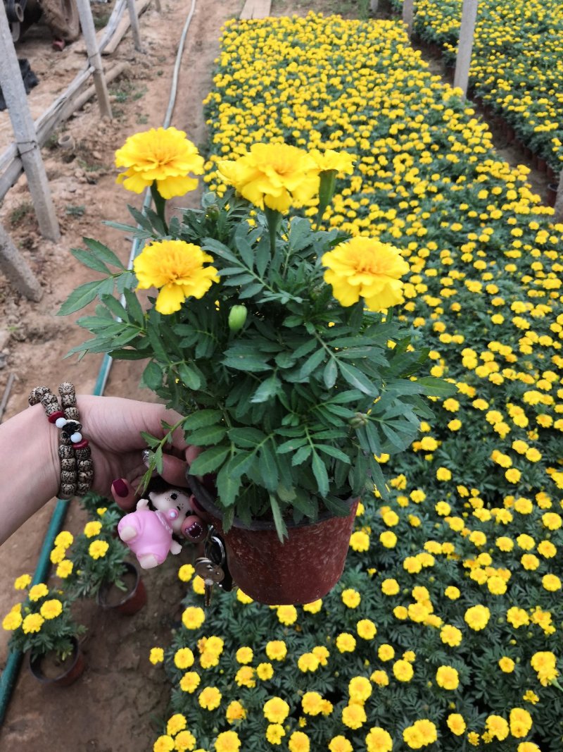 绿化租摆用孔雀草黄色