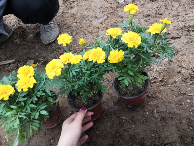 绿化租摆用孔雀草黄色