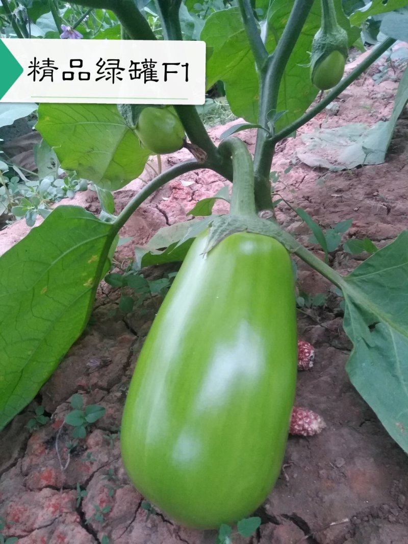 高产早熟抗病耐储运10克2000粒茄子种子