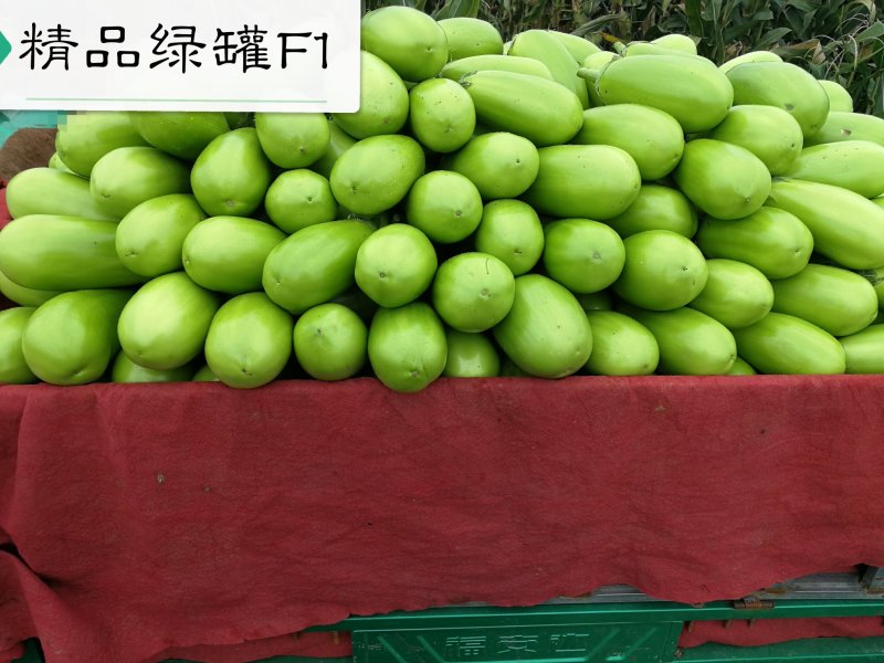 高产早熟抗病耐储运10克2000粒茄子种子