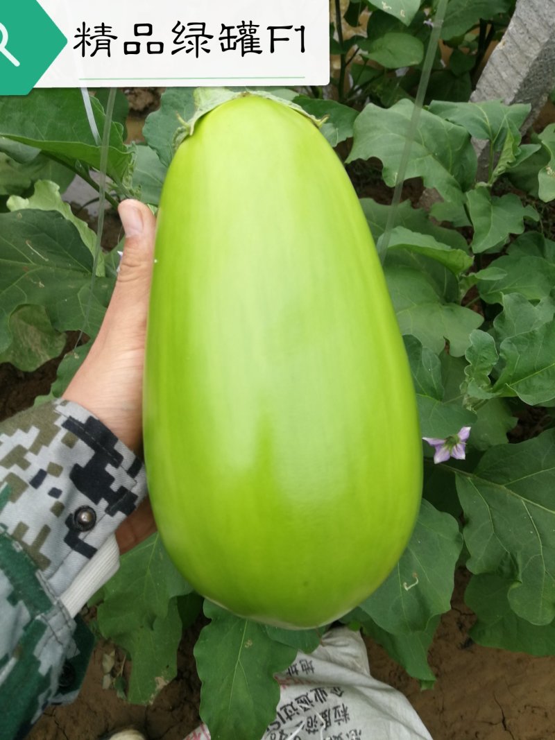 高产早熟抗病耐储运10克2000粒茄子种子