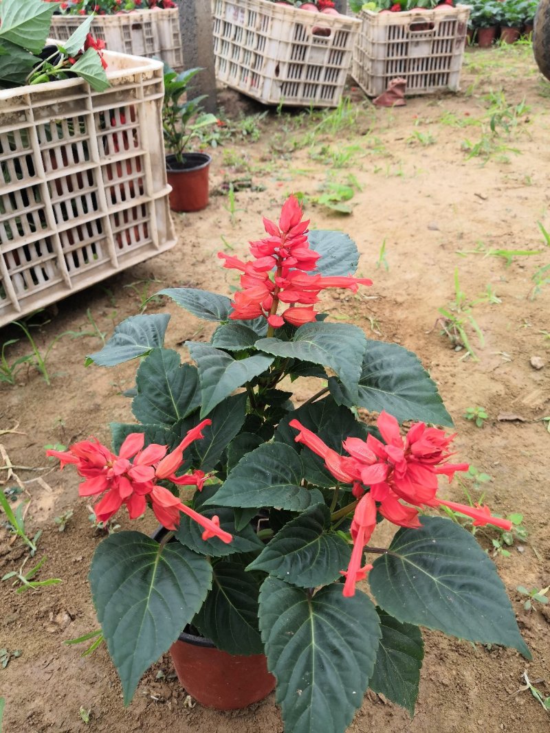 绿化租摆一串红