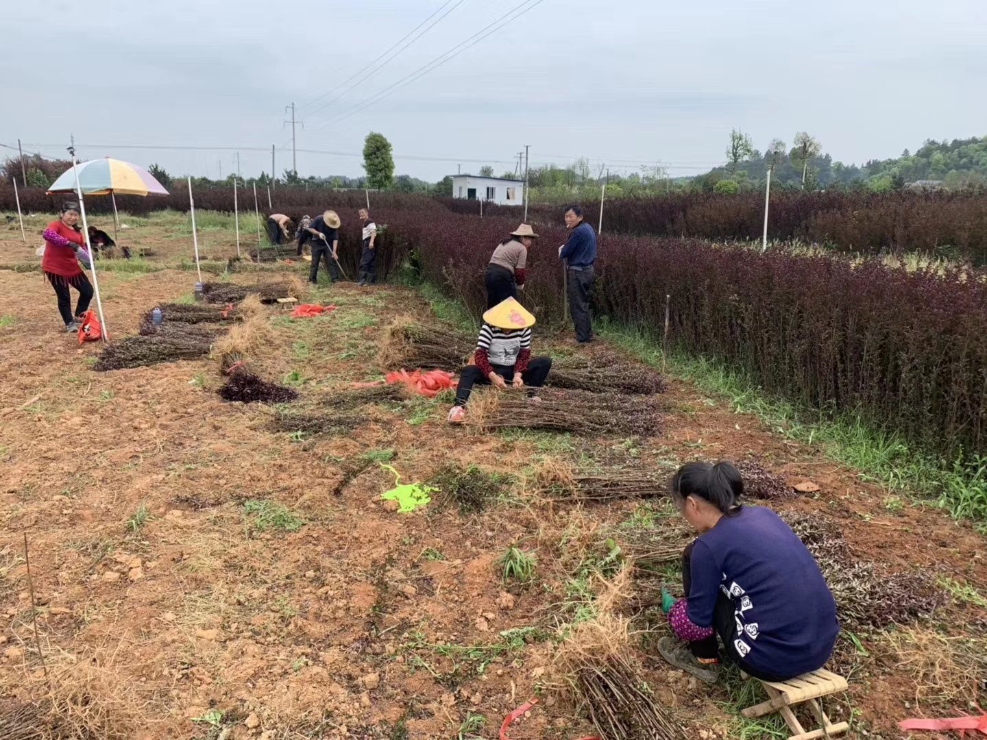 渝紫263种植基地实景