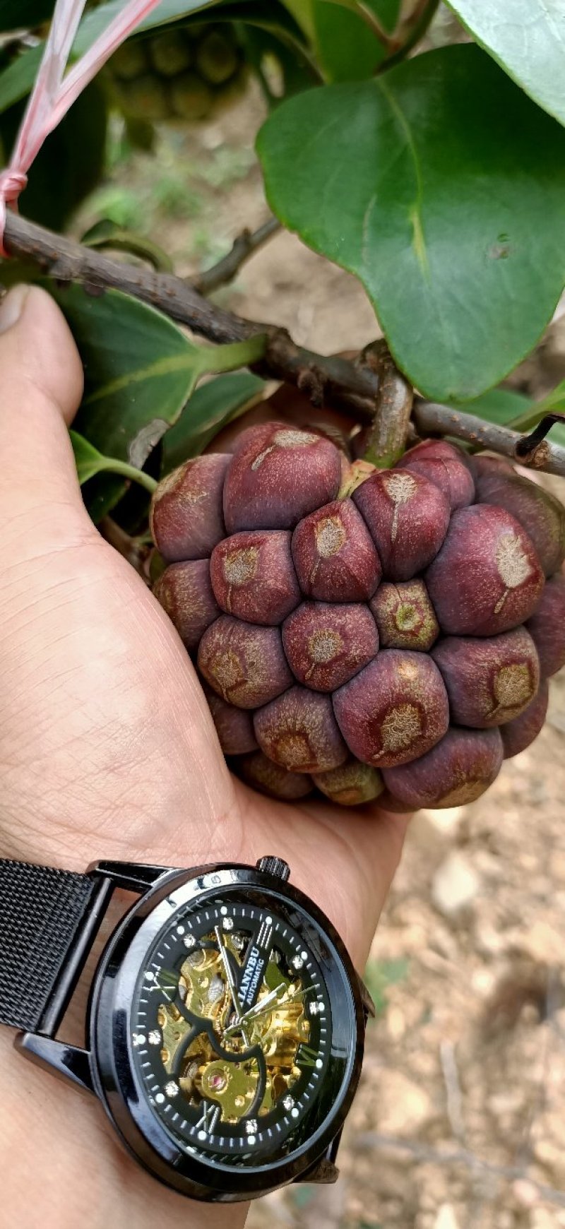 新型水果：黑老虎。
