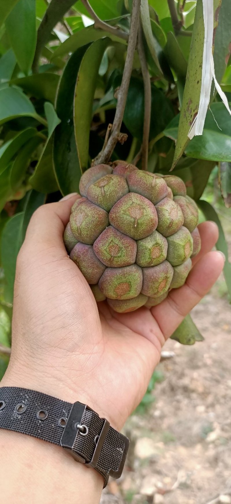 新型水果：黑老虎。