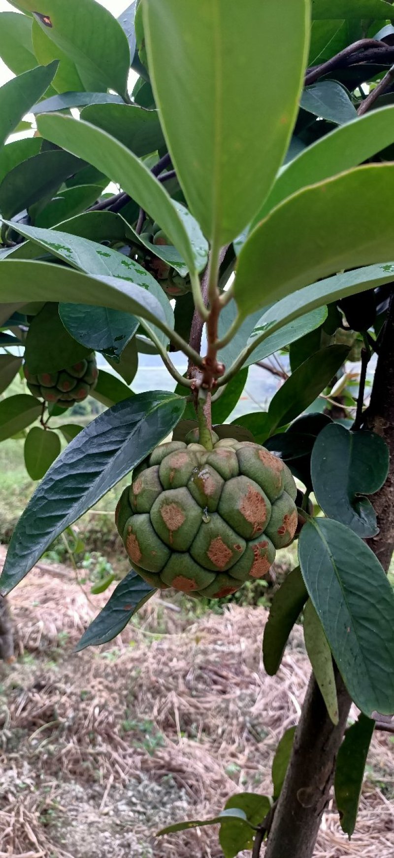 新型水果：黑老虎。