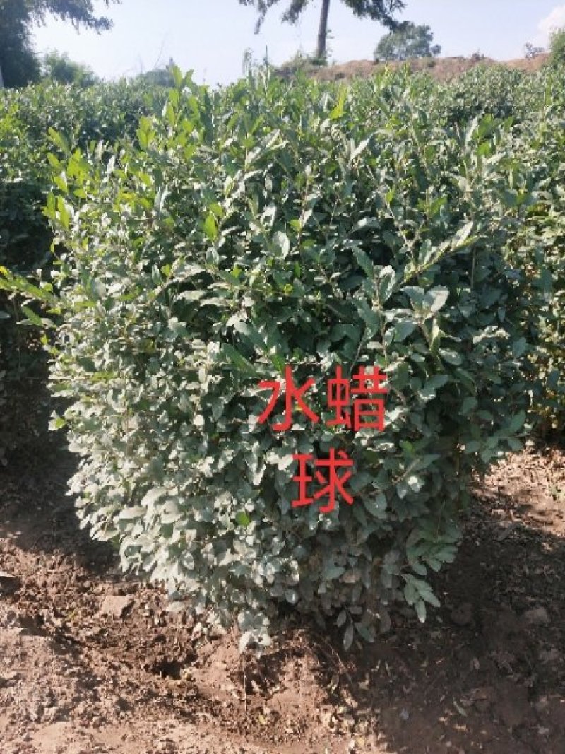 水蜡球，乔灌木绿化工程苗木